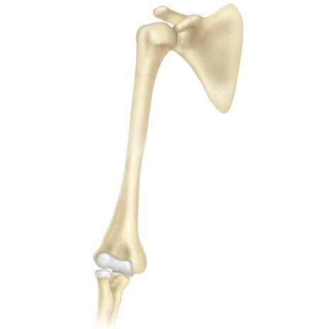 Shoulder: Primary or Revision Stop (see below) Humeral Condyles Start: Above acromion process Stop * : 15 cm below top of humerus or 3 cm below existing implant * Perform two humeral condyle slices