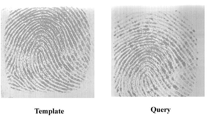 A Fingerprint Verification System Based on Triangular Matching and Dynamic Time Warping. IEEE Transactions on Pattern Analysis and Machine Intelligence, 20(11):1266 1276, 2000. [10] D. Maio, D.