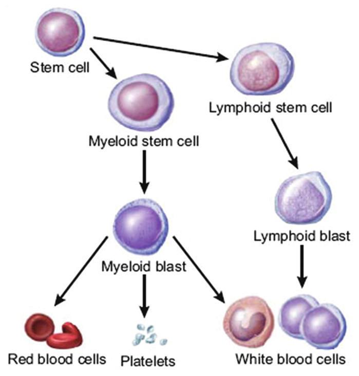 Figure 2: Different types of leukemia Figure 1: Production of blood cells in the bone marrow only considered. AML is the second most common type of leukemia diagnosed in both adults and children.
