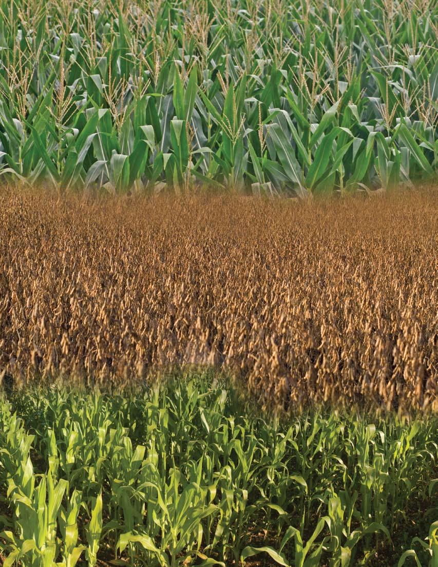 ST-6 Granular Fertilizer Applicator Granular Fertilizer Applicators are ideal for Producers Wanting to Capitalize on the Lower Cost of Granular Fertilizer.