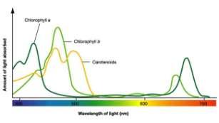 Absorption Results in Color (A Familiar Example from Biology) Speed of Light The speed of light varies with the media through which it passes Light moves fastest in a vacuum (3 x 10 8 m/s) Light