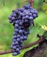 wonderful wines: Barolo,