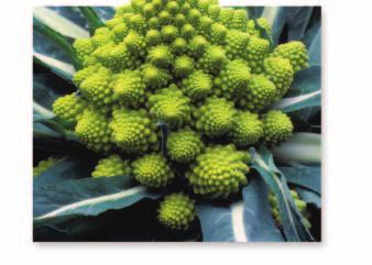 Look closely at one of the large spirals in the Romanesco broccoli. You will notice that it is composed of many smaller spirals, each of which has the same shape as the large one.