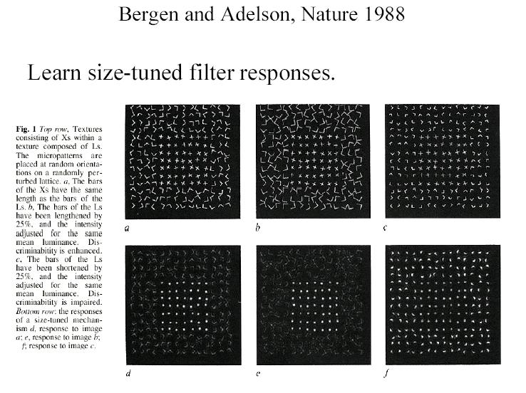 Human texture perception Derivative of Gaussian Filters Measure the image gradient and its direction at different scales (use a pyramid).