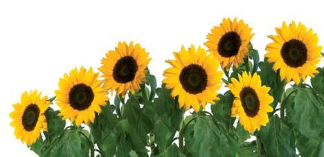 k One ideally shaped sunflower is a pleasure. A field of perfect sunflowers brings even more joy. Likewise, each individual PCR Eleva feature is well thought-out.