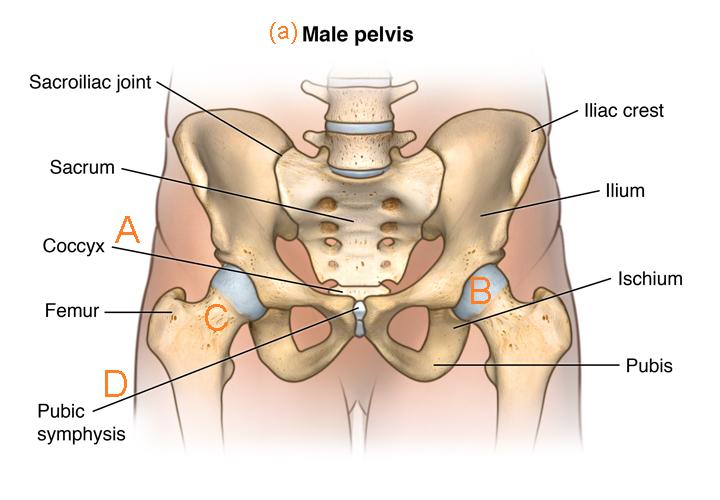 FIG. A5. (a) Male pelvis with the coccyx (A), femoral heads (B), femoral necks (C) and pubic symphysis (D) marked. [Source: University of Rochester. 2015. Anatomy of the Male and Female Pelvis.
