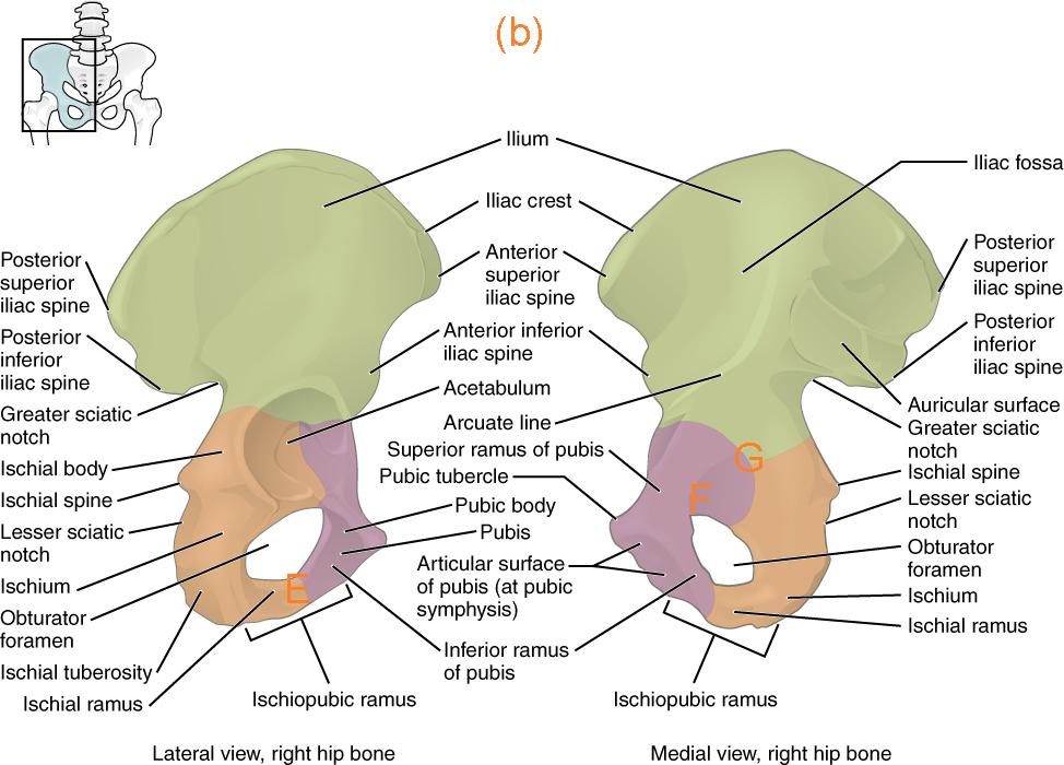 imageid=322083] (b) Hip bone with the ischium near the inferior extent of the obturator foramen (E), superior ramus of pubis near the obturator canal (F) and medial aspect of the acetabulum (G)