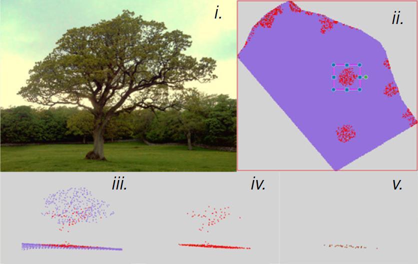 Figure 2 i. A healthy control tree (Tree A). ii. Tree A in the larger data set before extraction. iii. Tree A s data point cloud showing 1 st, 2 nd and 3 rd returns. iv.