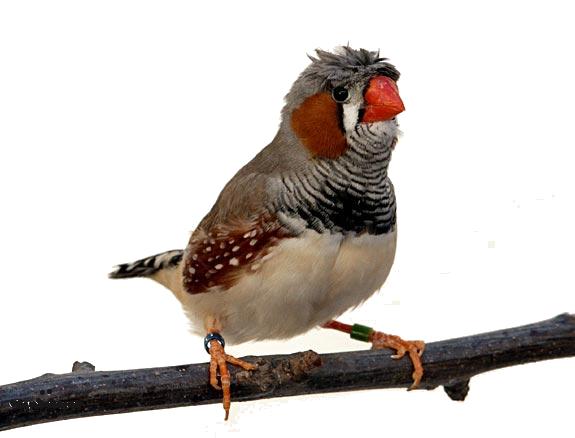 Lets consider some Zebra Finch songs (MFCC space) The rule firing on the singing