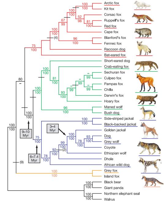 Clustering examples Clustering species (phylogeny) phylogeny of canid