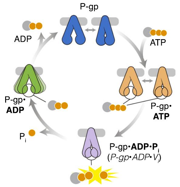 Example 2 Figure: Schematic of hp-gp at