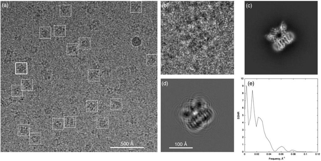 SPA: Procedure Figure: CryoEM micrograph and a particle image 11. 11 F.