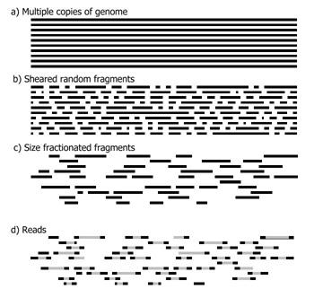 RESEARCH TOPIC IN BIOINFORMANTIC GENOME ASSEMBLY Instructor: Dr. Yufeng Wu Noted by: February 25, 2012 Genome Assembly is a kind of string sequencing problems.