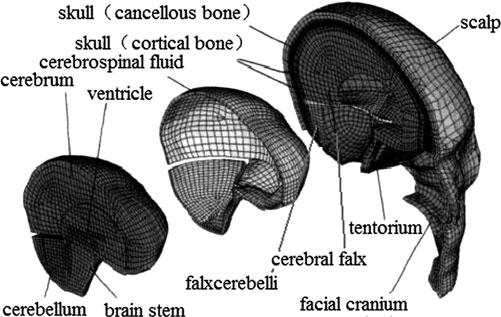Investigation of Brain Trauma Biomechanics 7 Fig. 1 An FE model of head was developed based on human head anatomy.