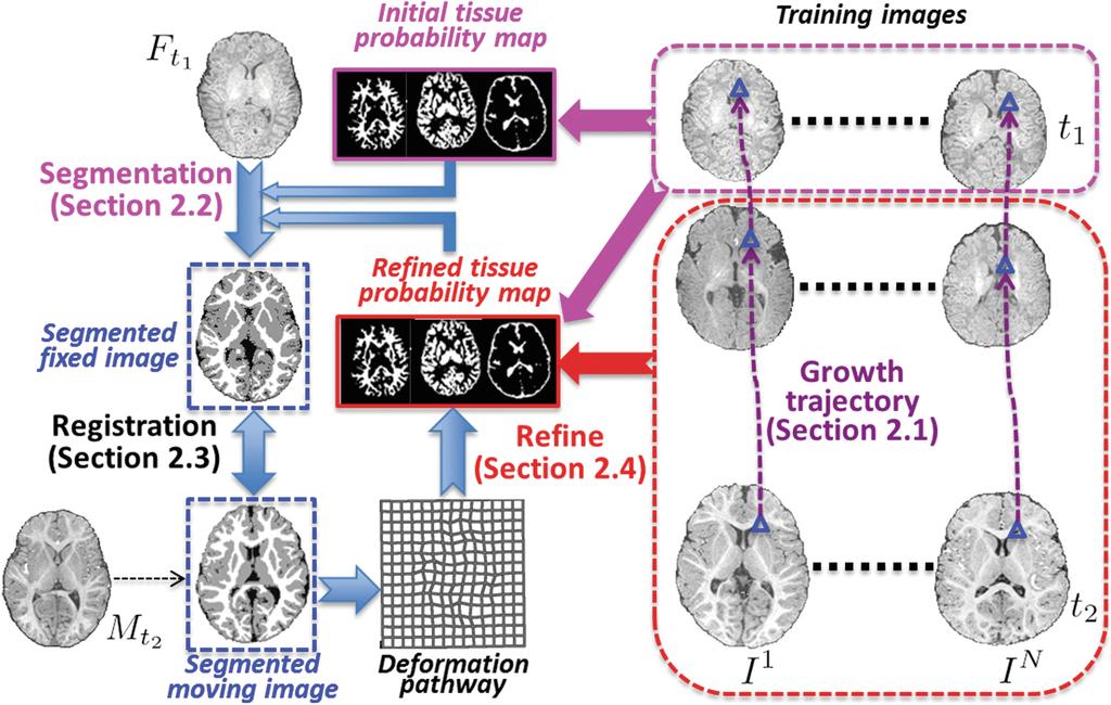 Joint Segmentation and Registration for Infant Brain Images 15 L s ¼ L s t jt ¼ 1;...; T s.