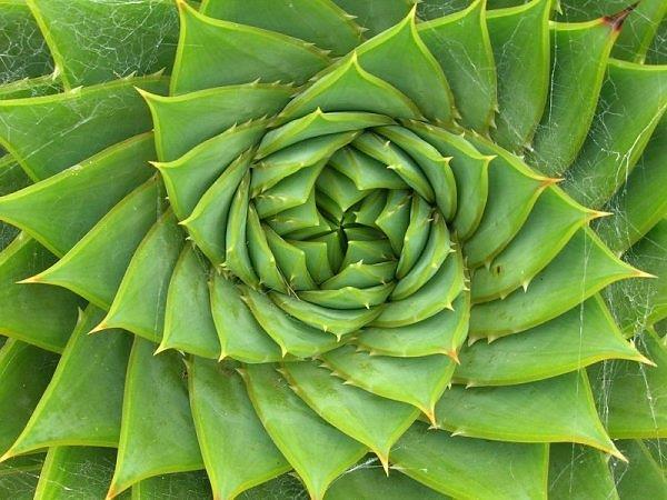 Fibonacci Fibonacci series 1, 1, 2, 3, 5, 8, 13, 21, 34 Definition: fib(0) = 1