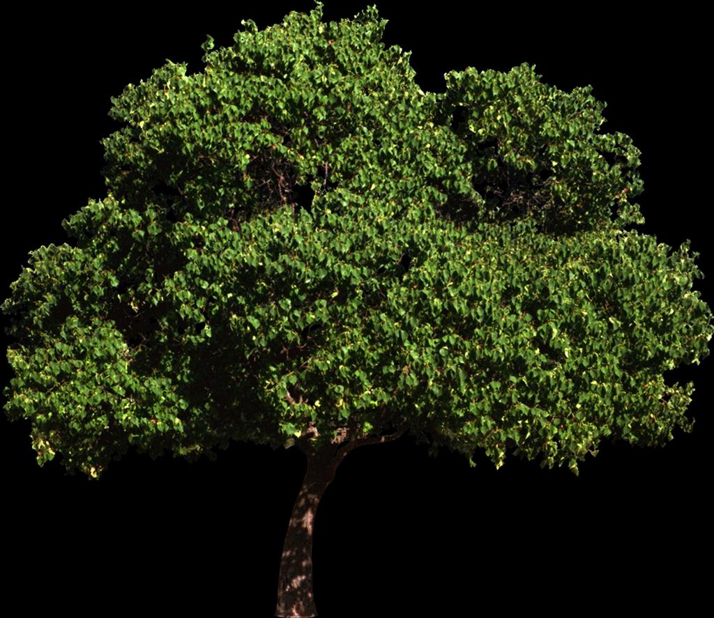 VR Geometric Modeling Tree, higher
