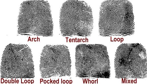 Another Case Study The Problem The Requirements Possible Parallel Approaches The Problem Fingerprints Fingerprints are found on all people and some animals.