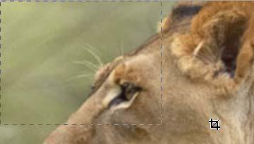 4. With Crop Tool selected, drag your mouse across the image to select the area to crop.