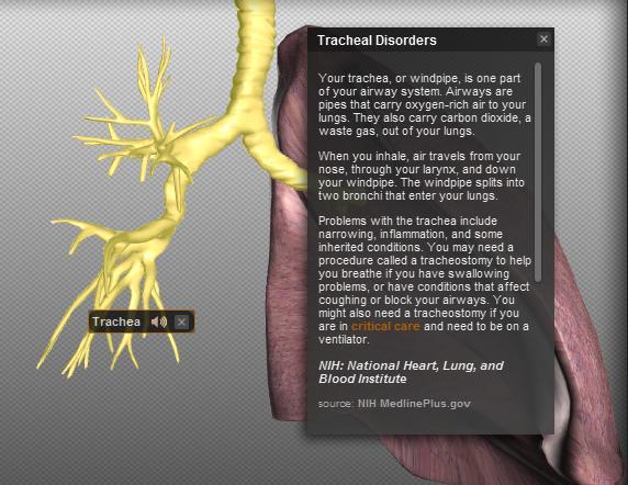 Using the BioDigital Human Anatomy & Descriptions The BioDigital Male and Female consist of over four thousand scientifically accurate 3D anatomy objects.
