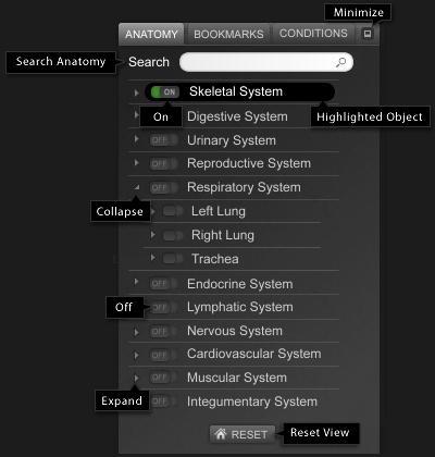 Explorer User Controls Anatomy Tab The anatomy tab reflects the hierarchy of the over four thousand anatomy objects in the BioDigital Human.