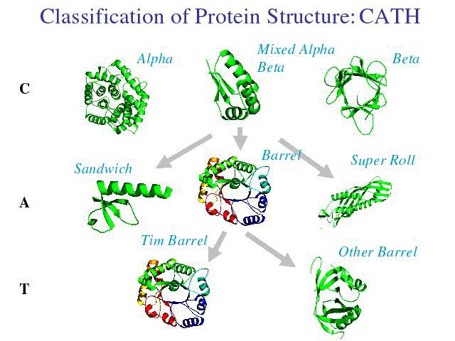 hierarchical example CATH database of protein structures in the Protein Data