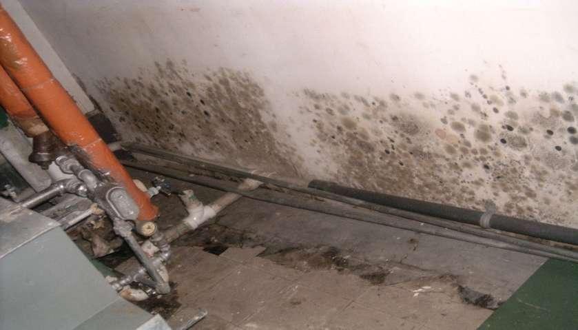 MOLD GROWTH, FEDERAL BUILDING, NEW