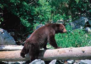 The pattern of bear accidents between 1993 and 22 appears similar in all three Regions. In Regions 2 and 3, bear-related motor vehicle accidents occur more frequently in September.