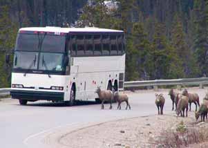 In late winter, as snow levels at higher elevations increase, sheep migrate to valley bottoms where highways are typically located.