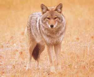 This may be related to the milder winters experienced in Region 1, which enable coyotes to search for food at greater distances Coyote when food is scarcer, thus increasing their likelihood of being