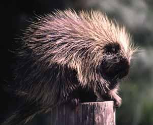 In Regions 2 and 3, porcupine accidents appear to exhibit two peaks, the first, a small peak in May, followed by a large peak in August.