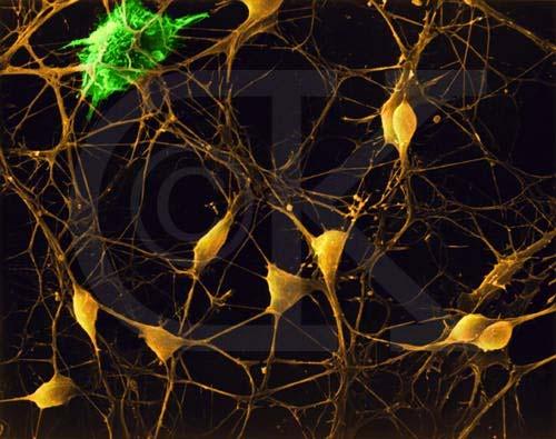 Neurons in the Brain Although heterogeneous, at a low level the brain is composed of