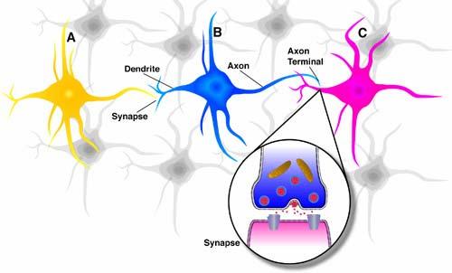 synapses Inputs are approximately summed When the input exceeds a threshold the neuron