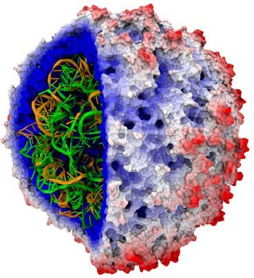 VMD Visual Molecular Dynamics Visualization and analysis of: Molecular dynamics simulations Sequence data Volumetric data Quantum chemistry simulations, And much more User extensible with scripting