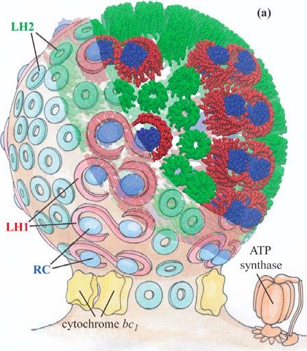 Photobiology of Vision and Photosynthesis Investigations of the chromatophore, a photosynthetic organelle Light Partial model: