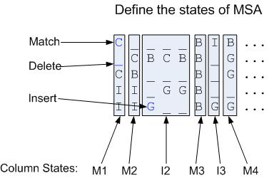insert state can contain multiple columns because the contiguous insert states are merged (e.g. I2). Figure 19: Determine MSA states 5.2.3.2. Calculate State Emission Probabilities Each symbol in the MSA represents an emission.