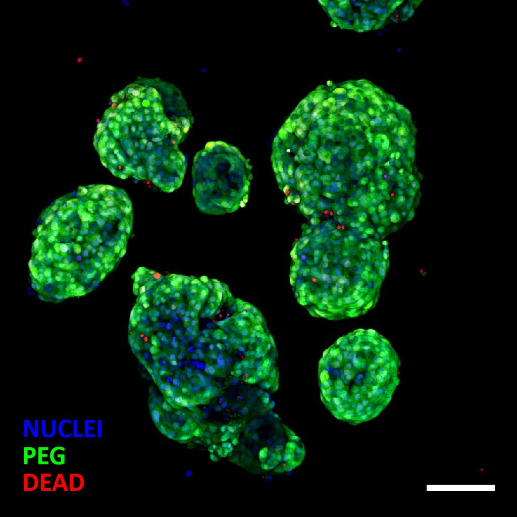 The LIVE-DEAD R is a quick two-color viability assay based on the use of fluorescent reagents to discriminate live and dead cells.