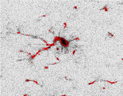 Left panel: microglia image; center panel: in red the segmentation result obtained with the level set method.