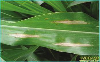 2 Electrical and Computer Engineering (a) (b) Brown spot (c) Grayleafspot (d) Rust spot (e) Curvularia leaf spot (f) Small spot Figure : Maize leaf diseases images.