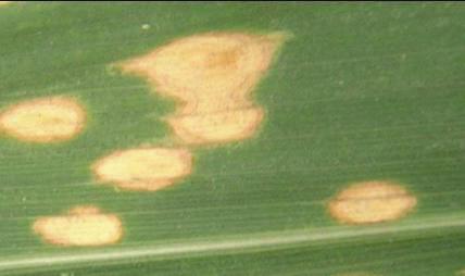 blight,, Brown patch, Curvularia leaf spot, and Small spot disease.