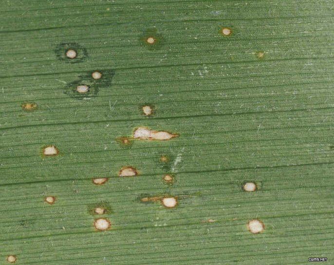 Experimental results show that the algorithm we put forward can recognize those maize leaf diseases accurately.