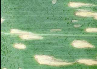 In order to improve the speed of maize leaf disease recognition, we need to transform the color disease image to gray disease image.