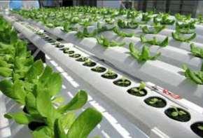 Monitored Applications Hydroponics / Aquaponics Water Quality Monitoring As people get more health conscious about quality of food and less and less space available for farming, hydroponics becomes a