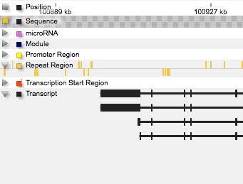 The Genome Browser window In the lower part of the toolbar you can find the chromosomal location bar and an icon for the currently displayed species: The yellow indicator shows the relative