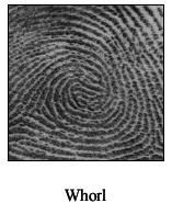 After this has been performed, the fingerprint singular points must be extracted.