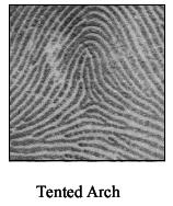 A fingerprint core is the top most point on the inner most ridge and it is normally