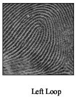 A fingerprint delta is the point where three flows or ridges meet.