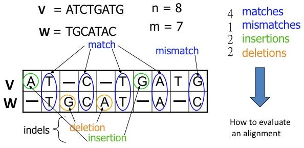 Aligning DNA Sequences Bioinfo I (Institut Pasteur de