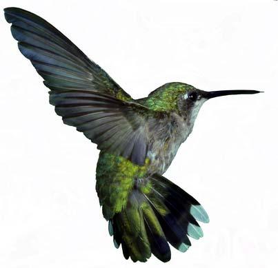 Google Hummingbird Update Even more emphasis on high quality content and conversational search More focus on long tail phrases and user intent Eg How