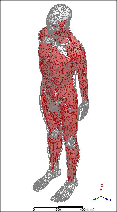 Human Body Model The human body model contains three levels of defeaturing to accommodate varying degrees of accuracy Material properties that are included: Frequency dependent